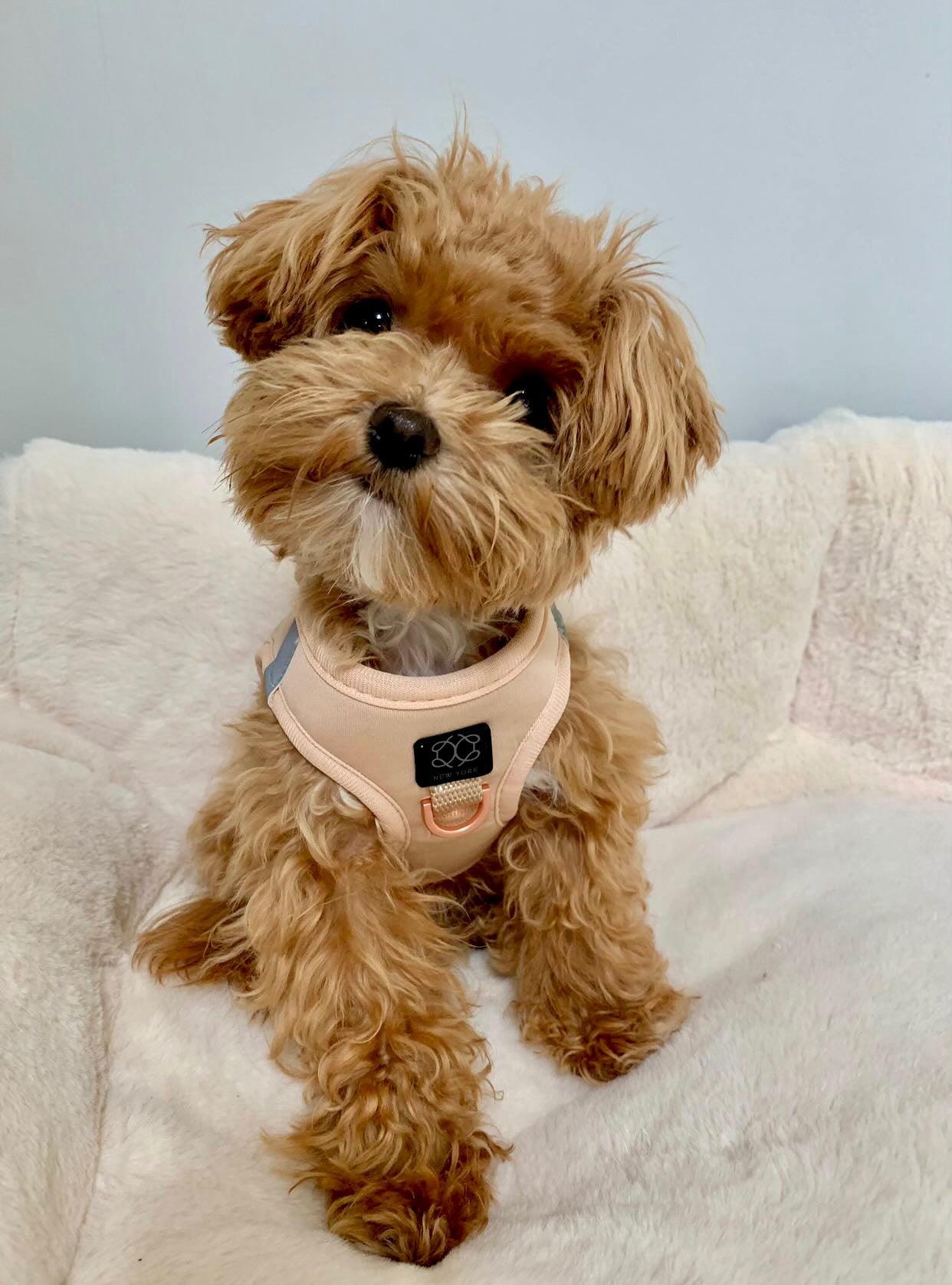 Dogistry SoHo Harness