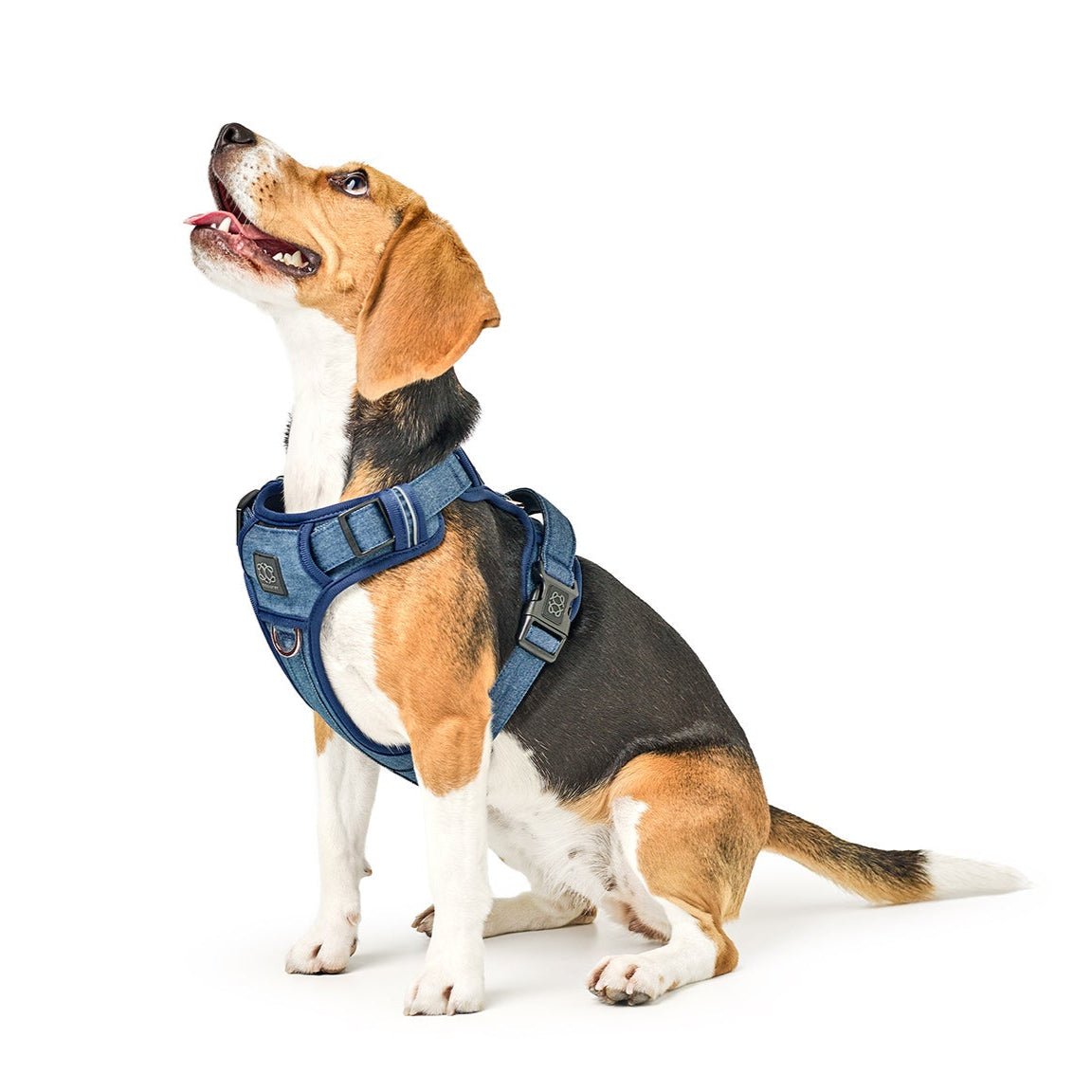 Nomad Dog Harness | Dogistry