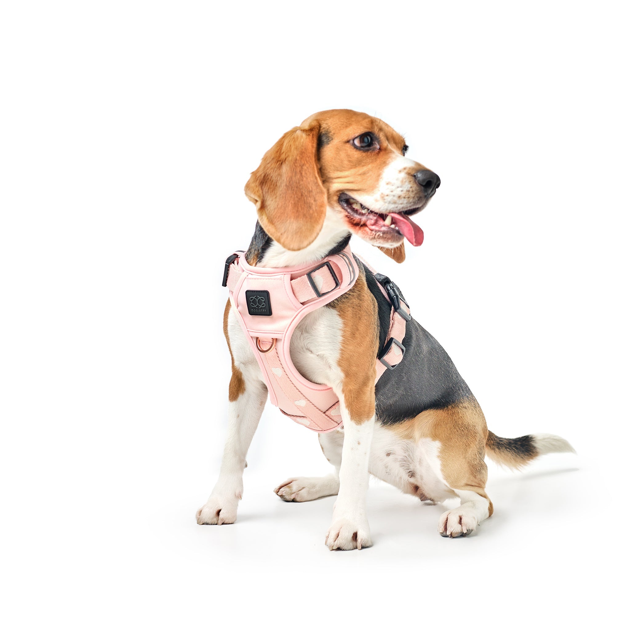Nomad Dog Harness | Dogistry
