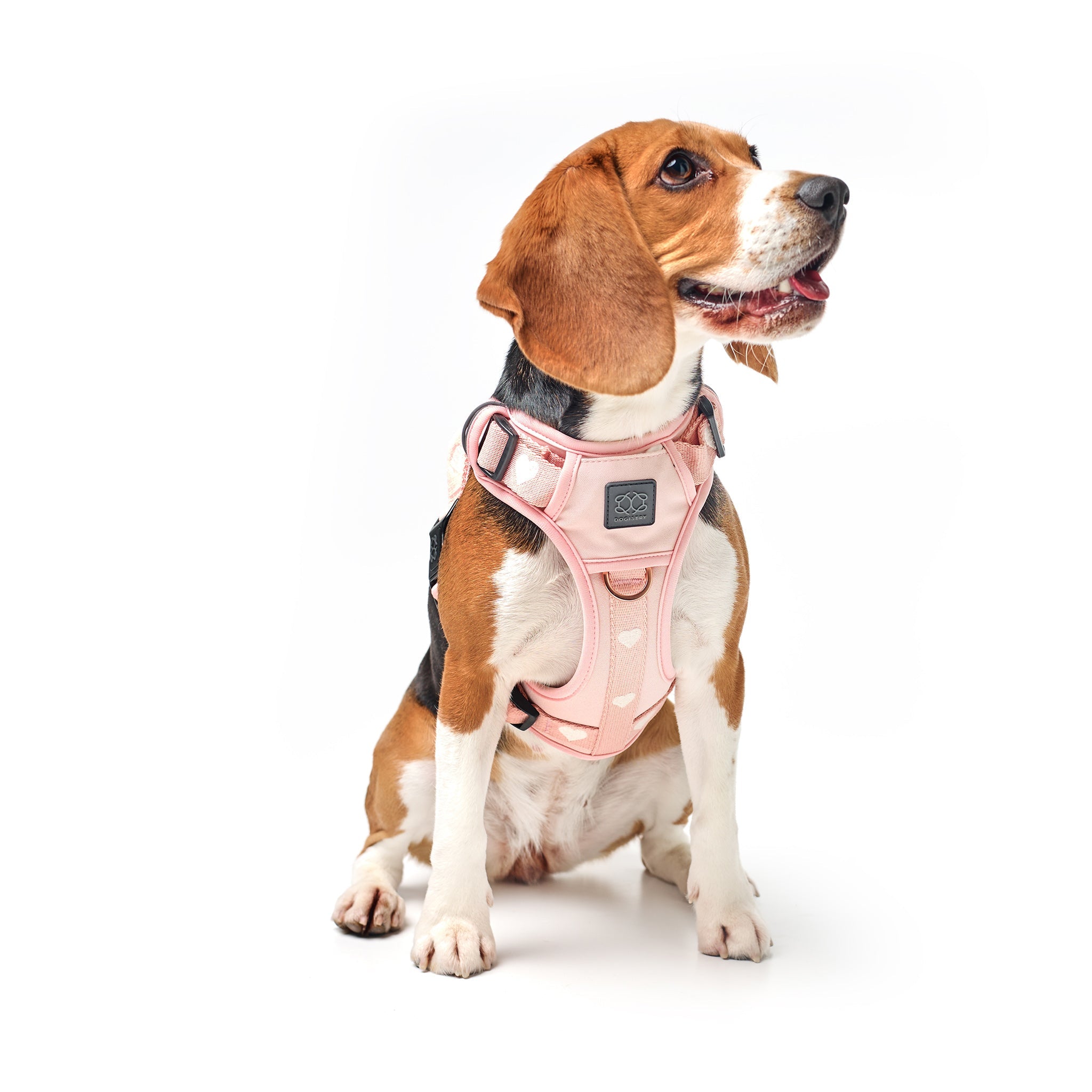 Nomad Dog Harness | Dogistry