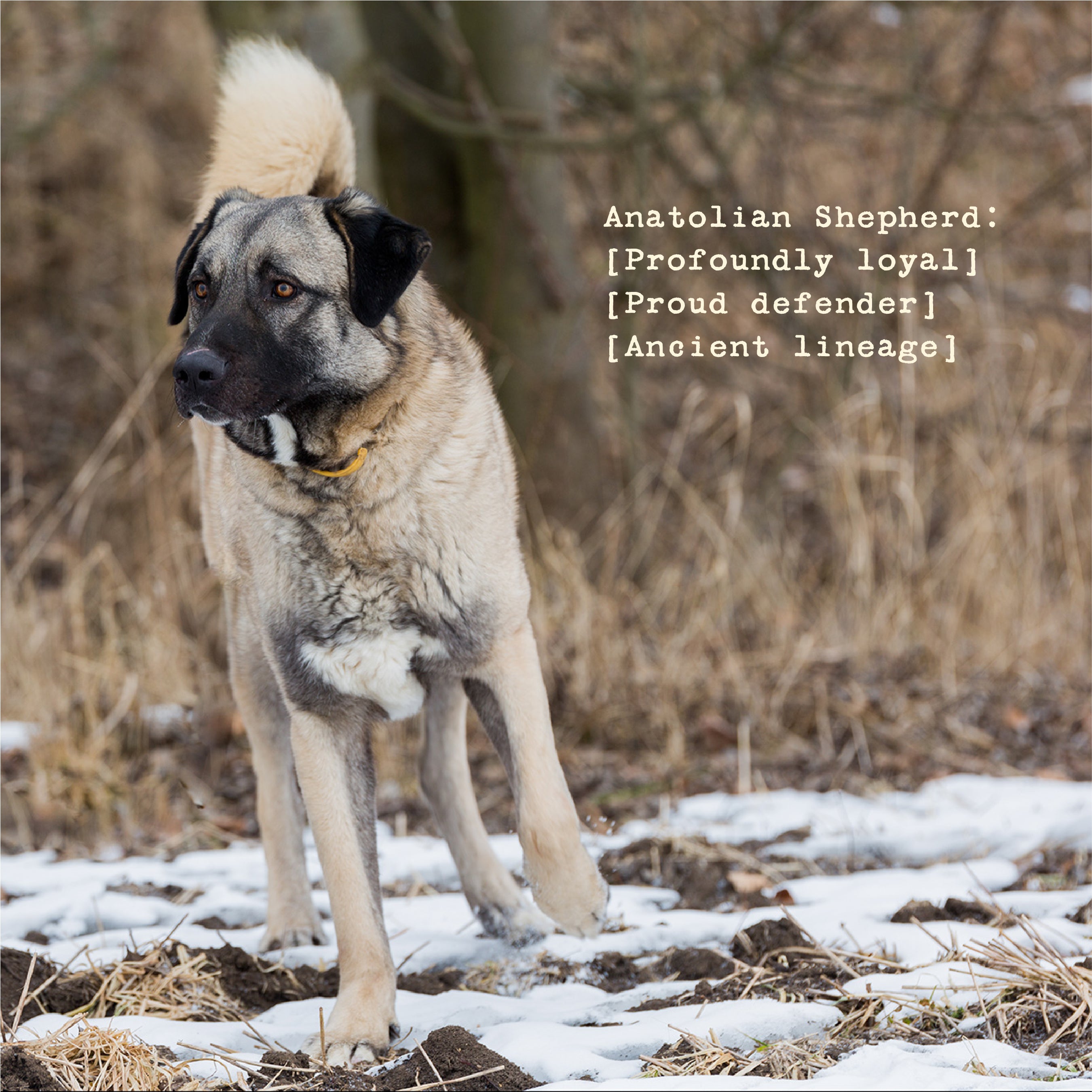 Anatolian Men's Cord Collar Jacket