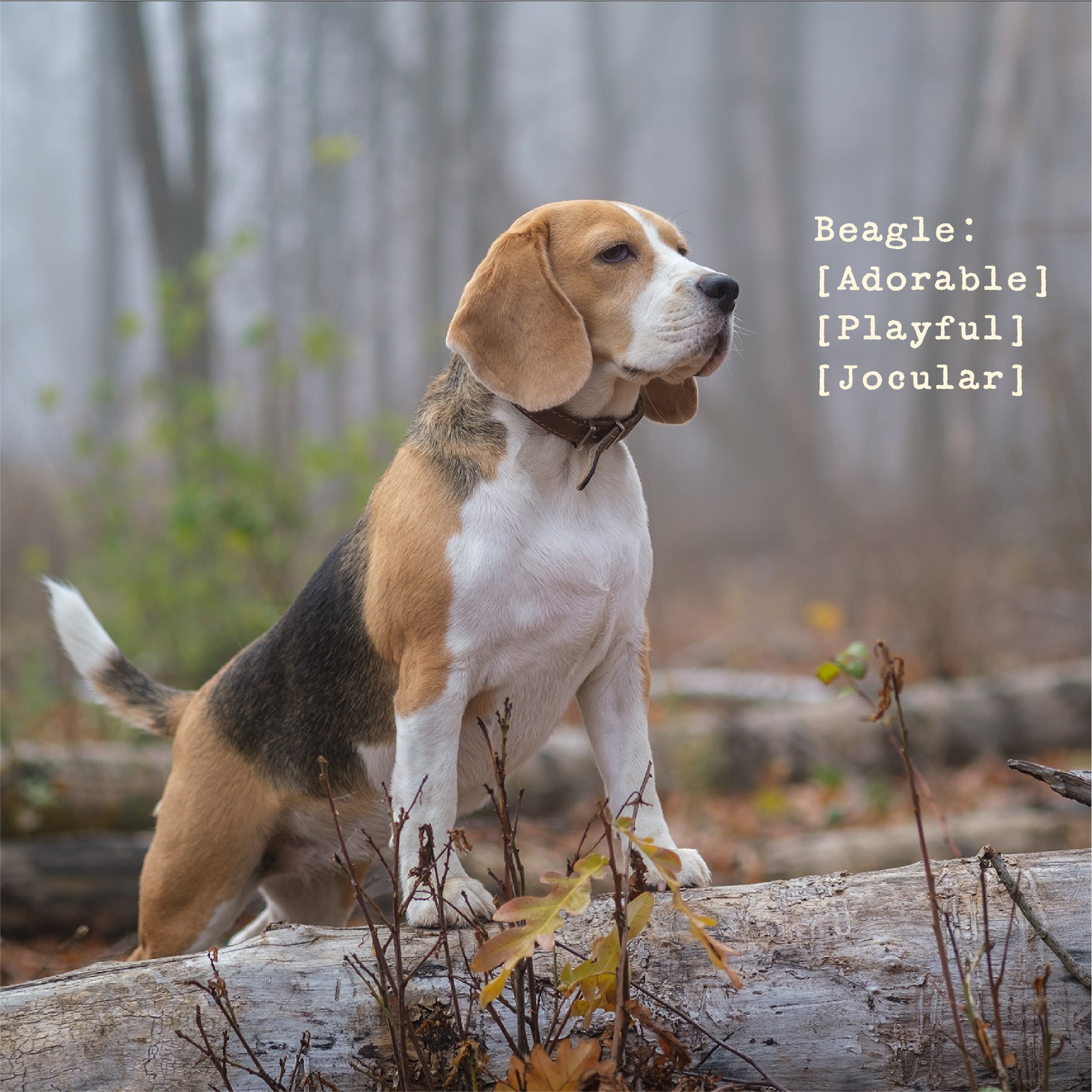 The Beagle Youth Crewneck Sweatshirt