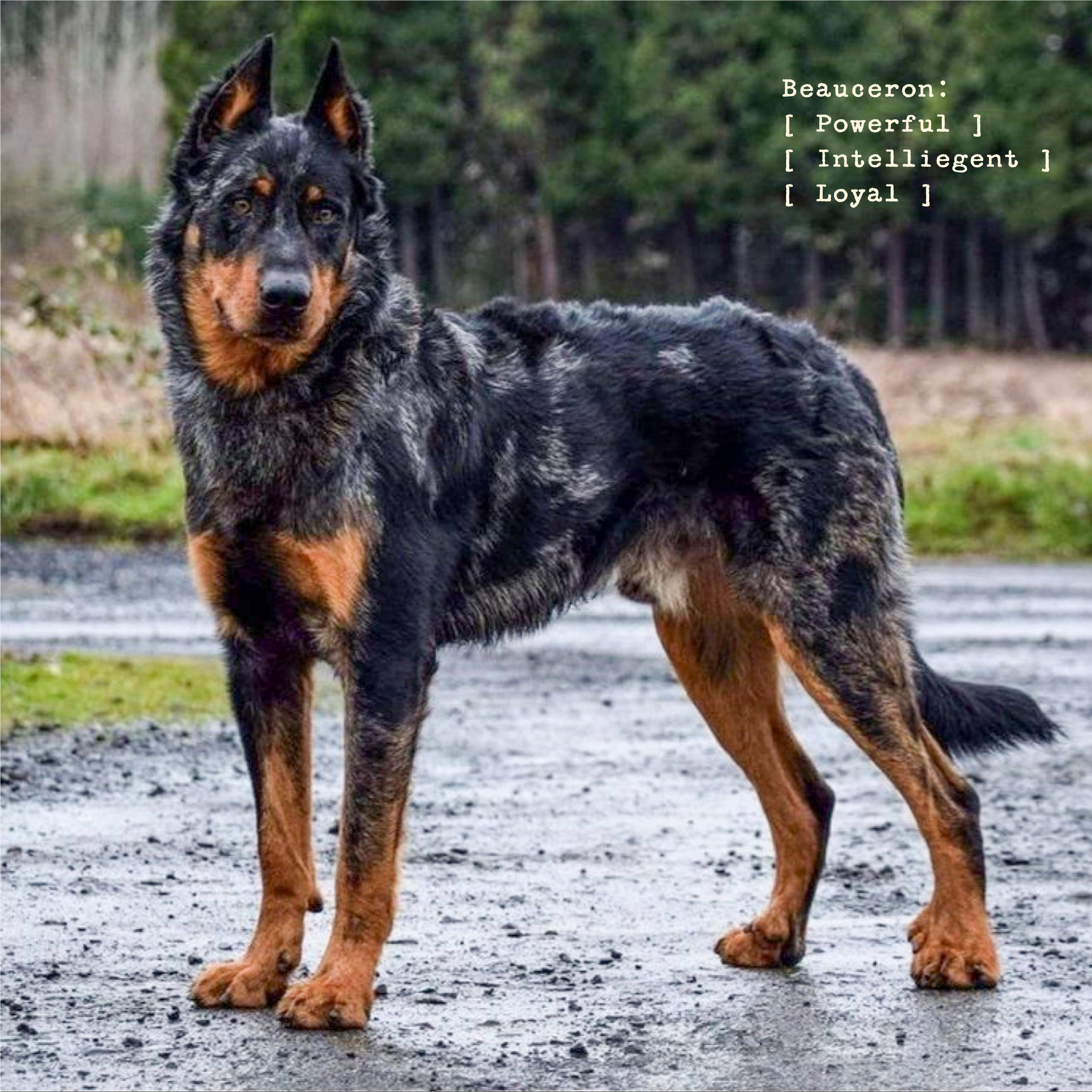 The Beauceron Men's Flannel
