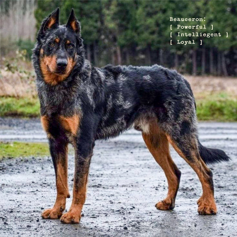 The Beauceron Men's Flannel