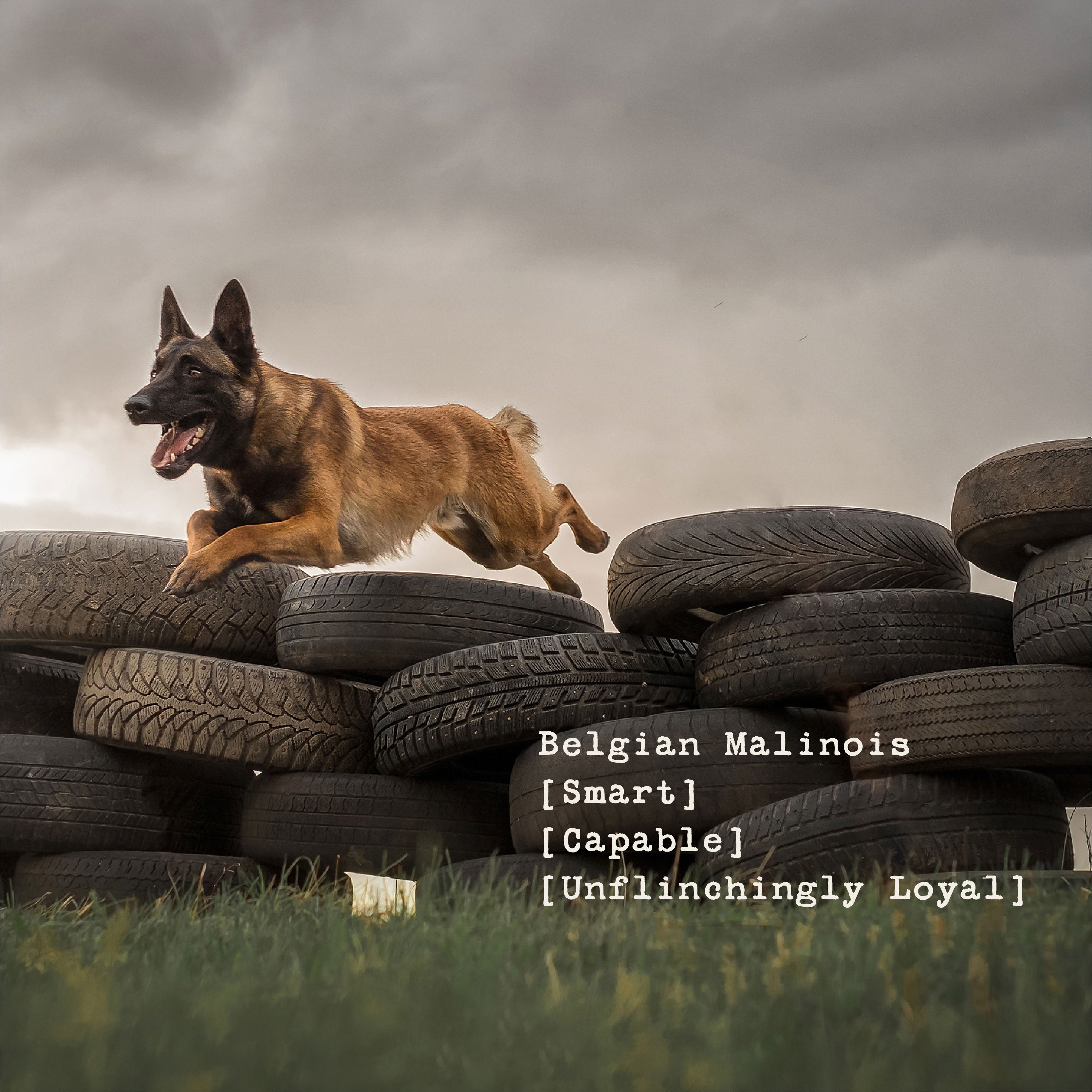 Warrior Dog - Never Bet Against Retired Working Dogs Tee