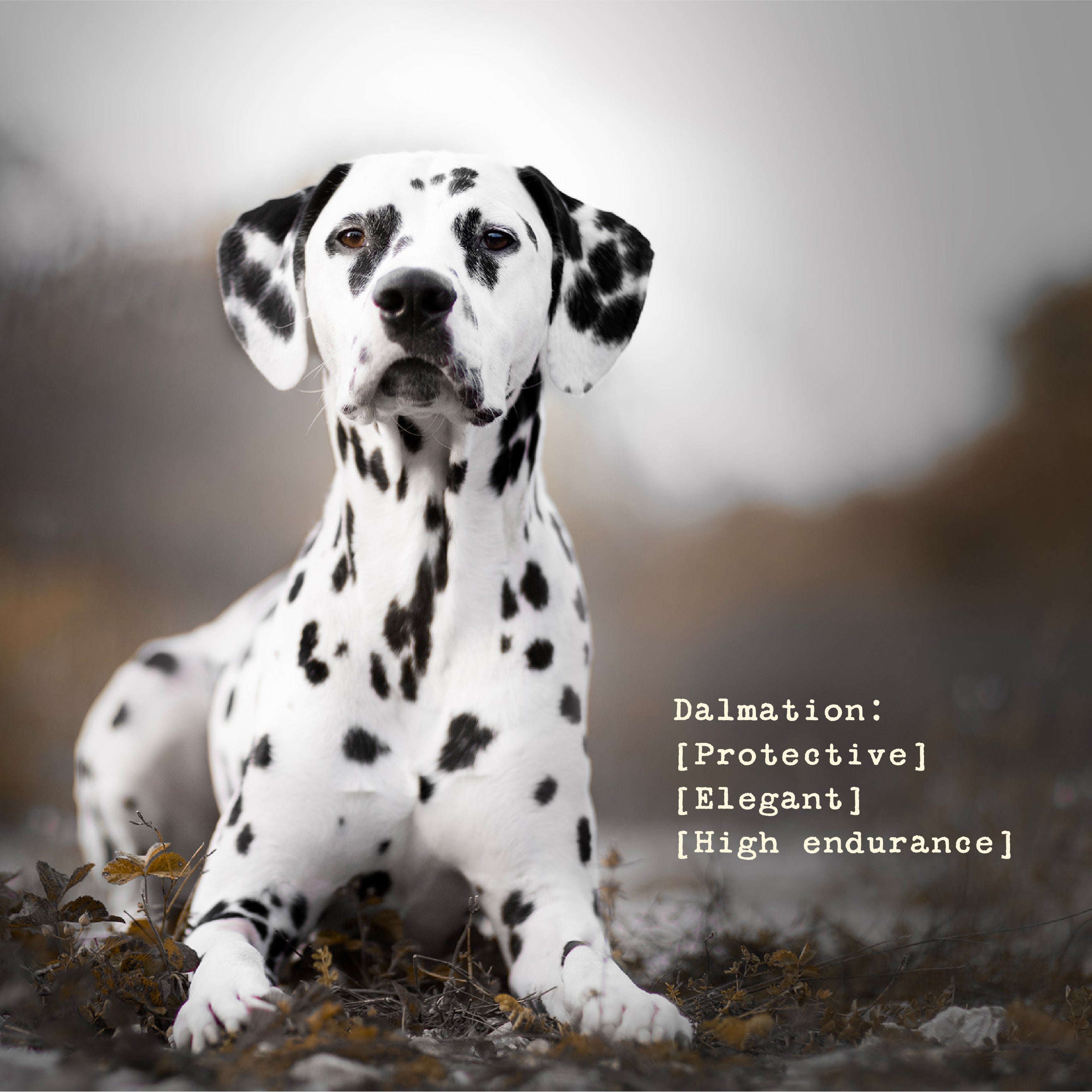 The Dalmatian - Women's Denim Jacket