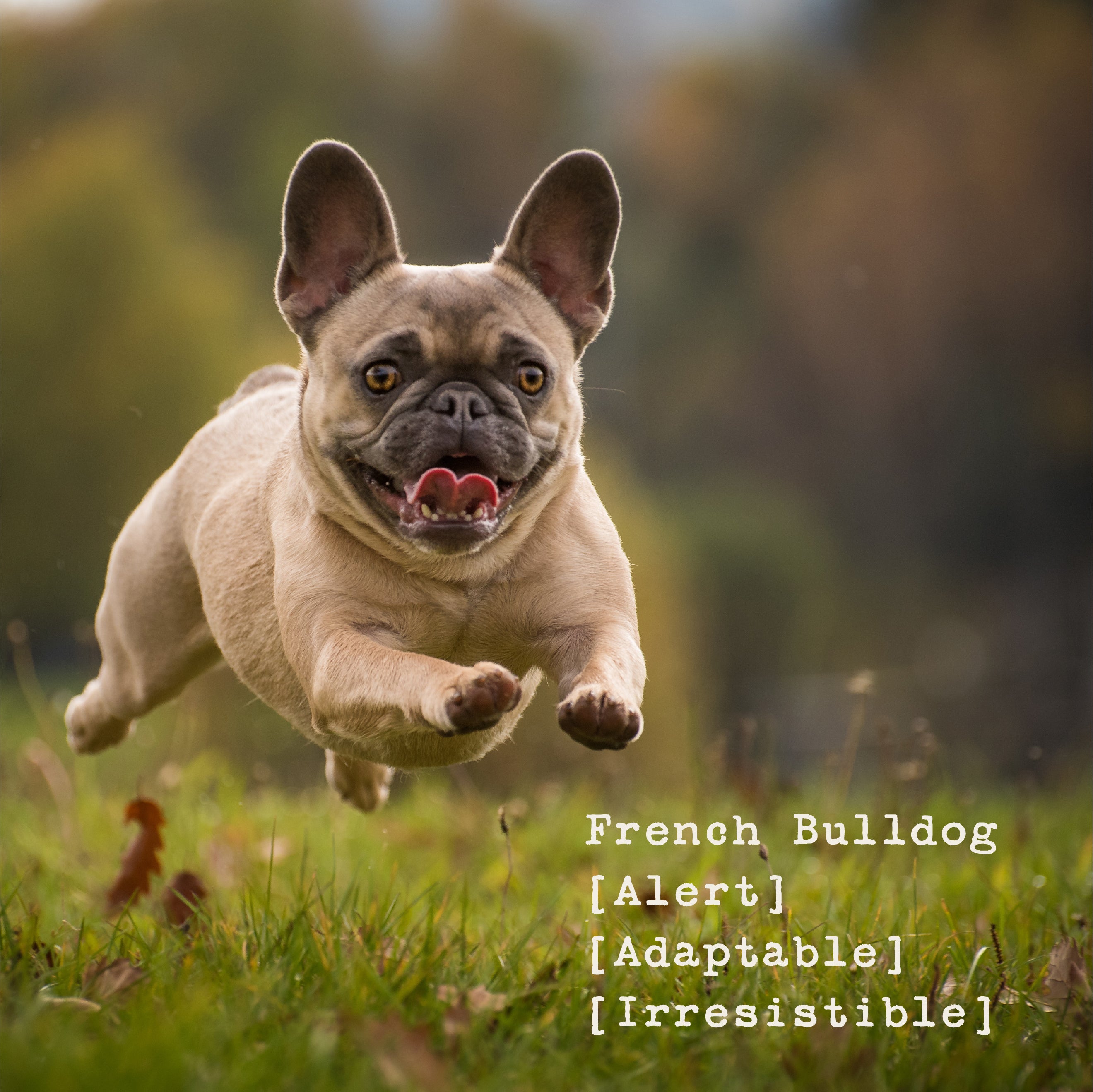 The Men's Bulldog Staple Tee