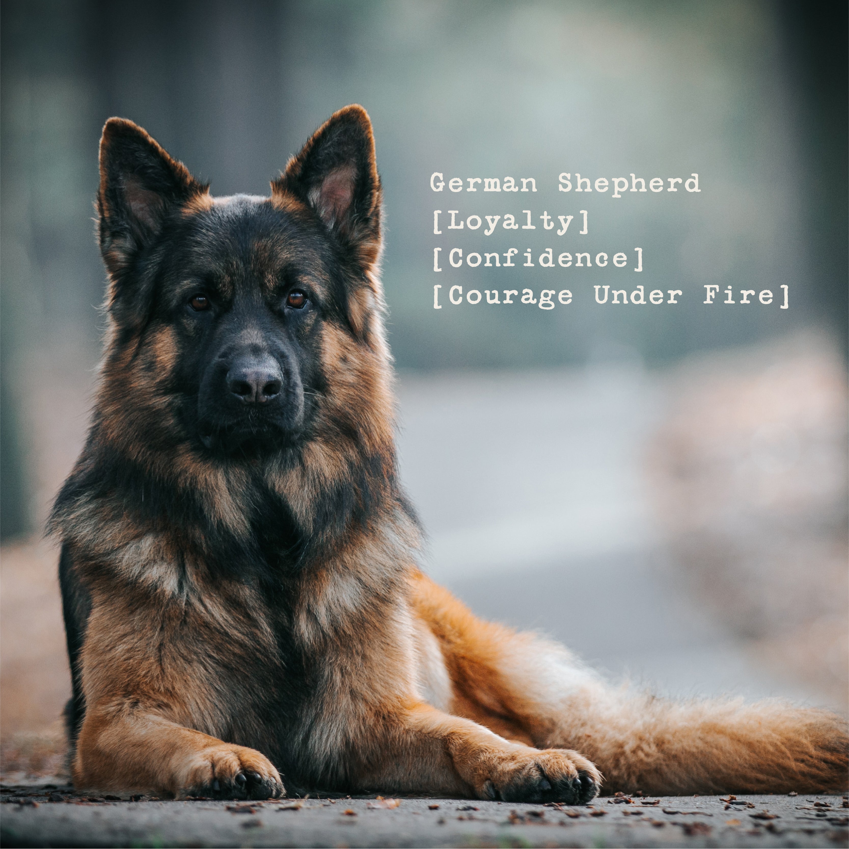 Warrior Dog - Retired Not Expired Surf Tee