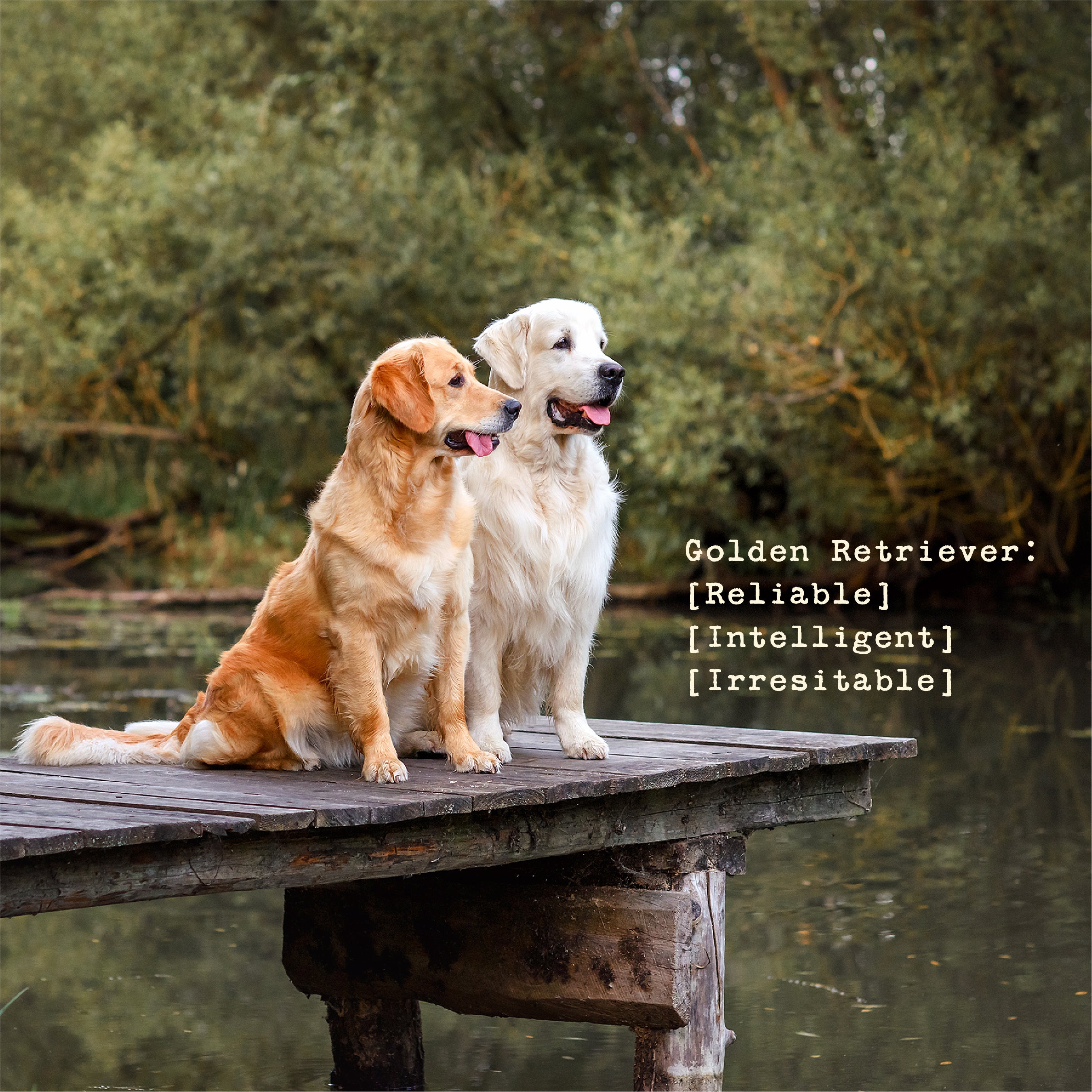 The Golden Women's Fleece Jacket