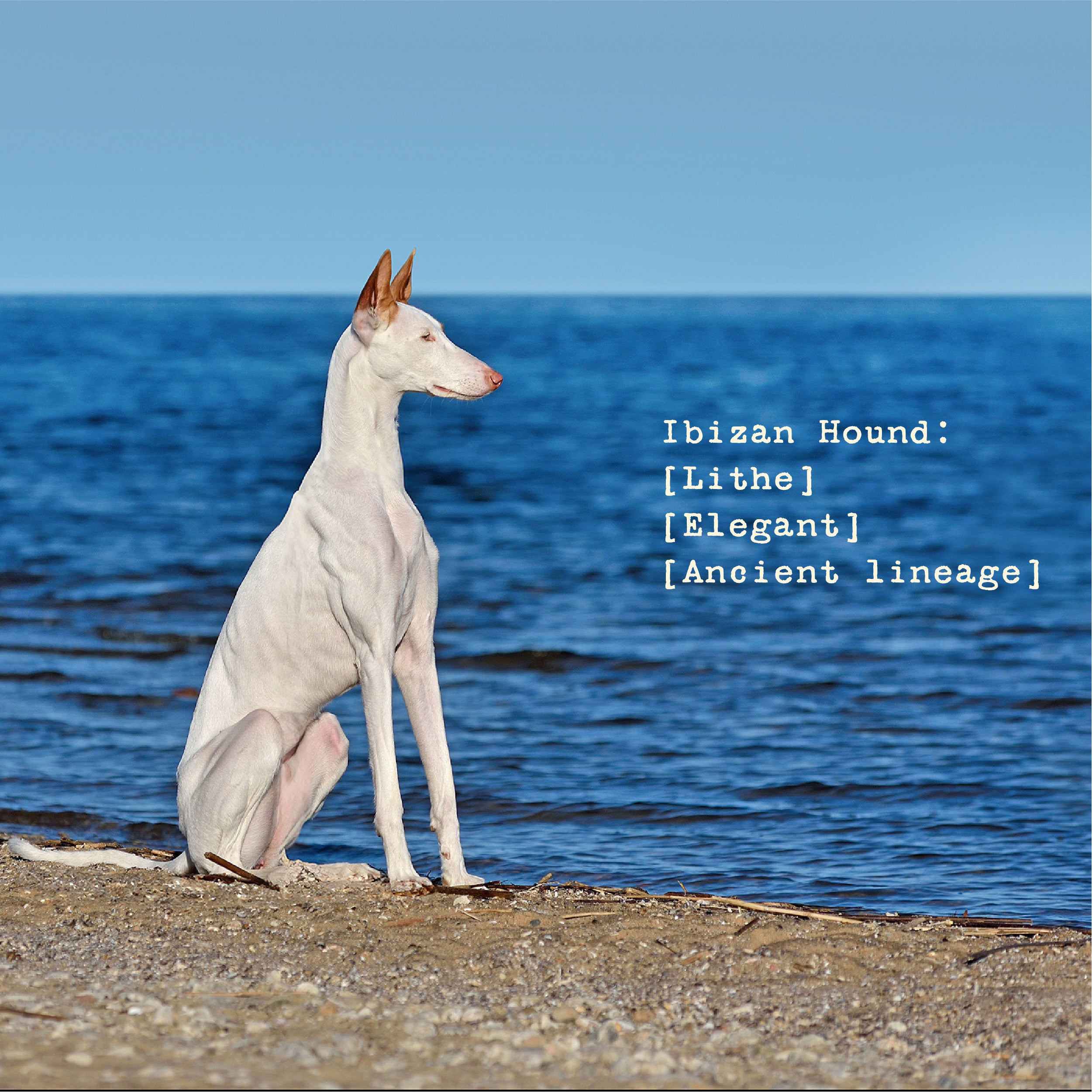 The Ibizan Women's Organic Hoodie