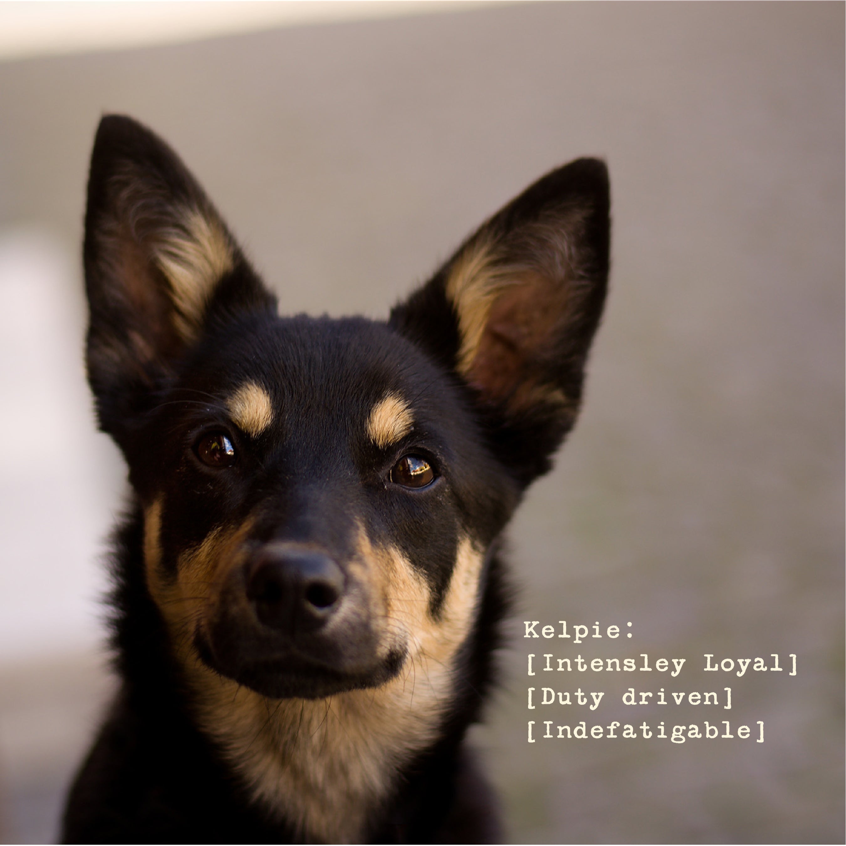 The Kelpie - Women's Water Resistant Hooded Windbreaker