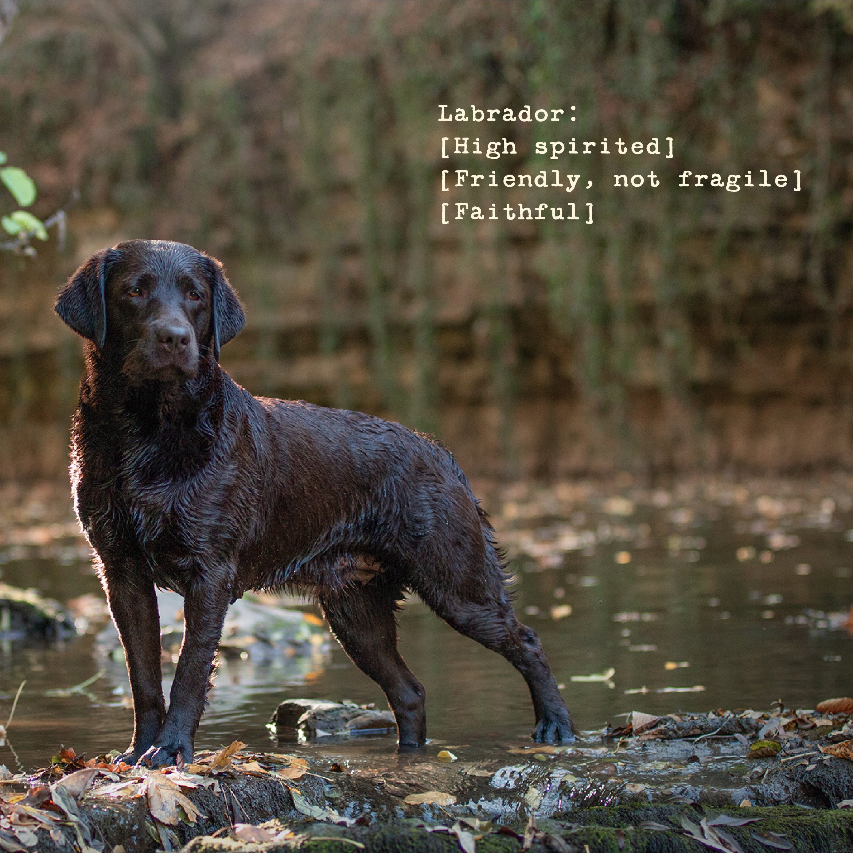 The Labrador Men's Heavy Tee