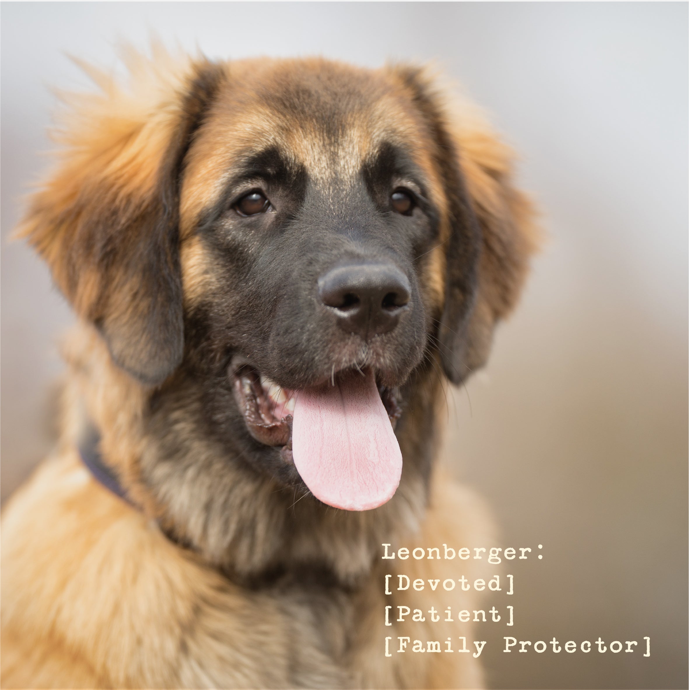 The Leonberger Men's Heavyweight Zip Hoodie