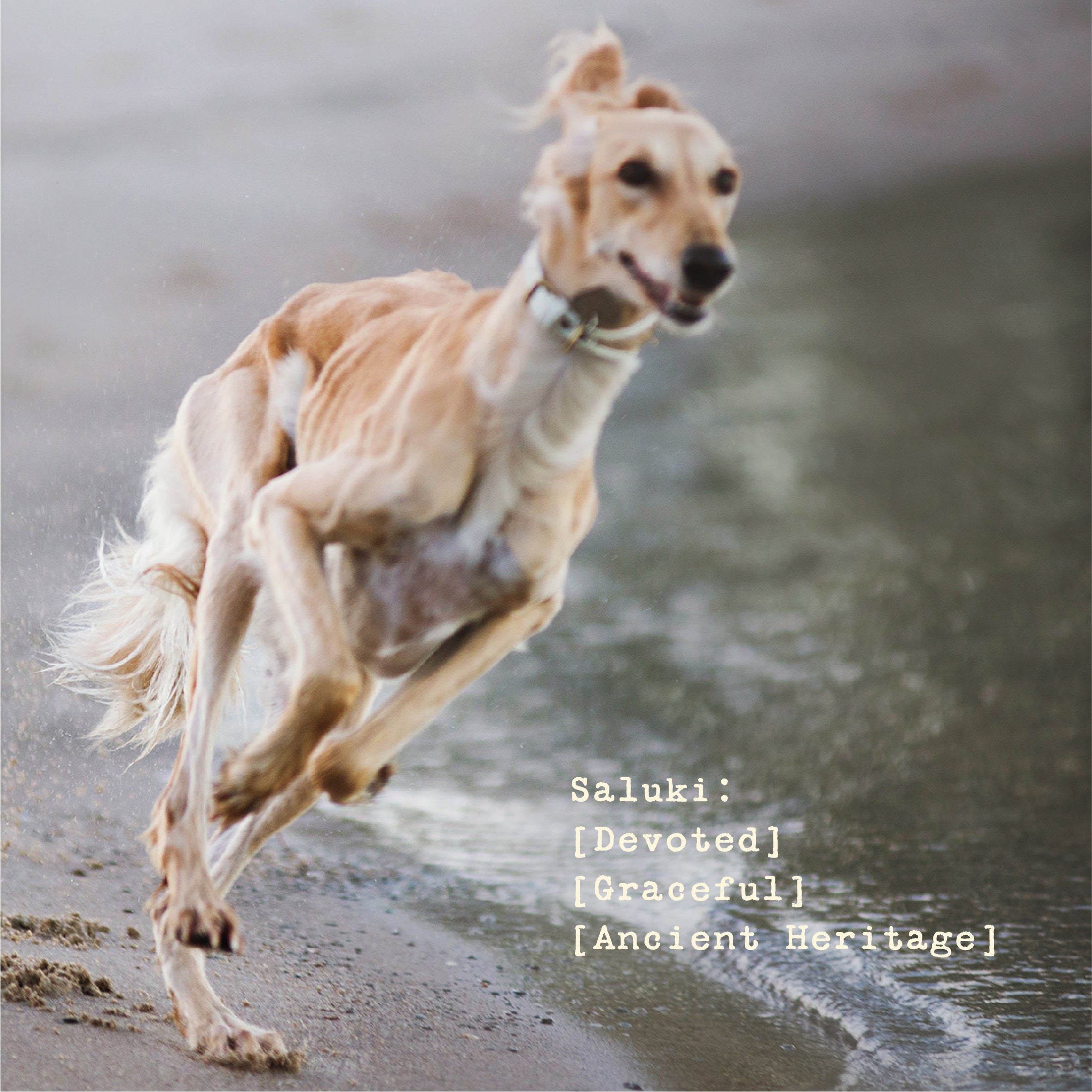 The Saluki - Women's Zip Hoodie