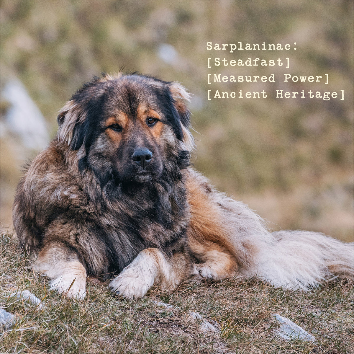 Sarplaninac Men's Heavyweight Hoodie