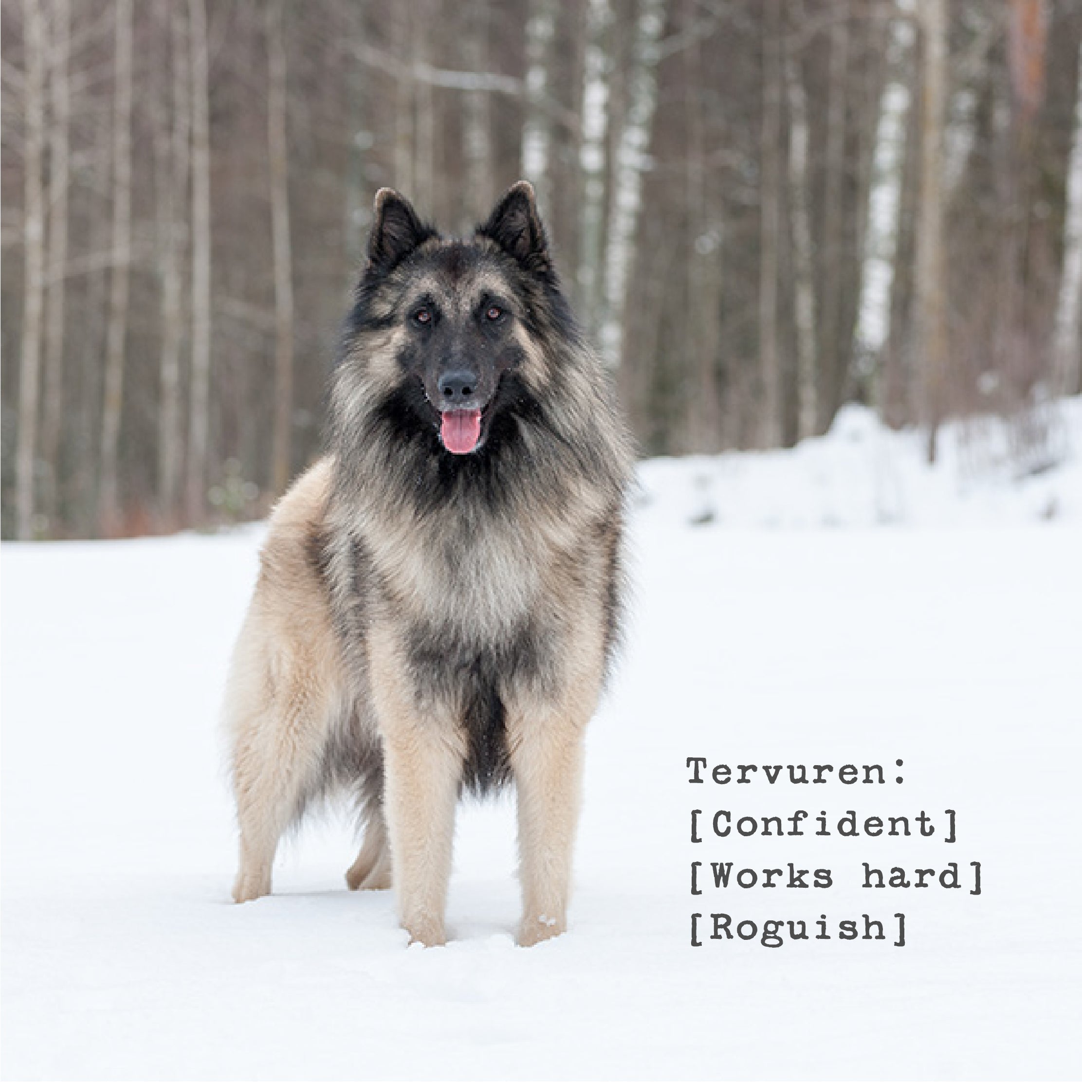 The Tervuren Men's Waterproof Jacket