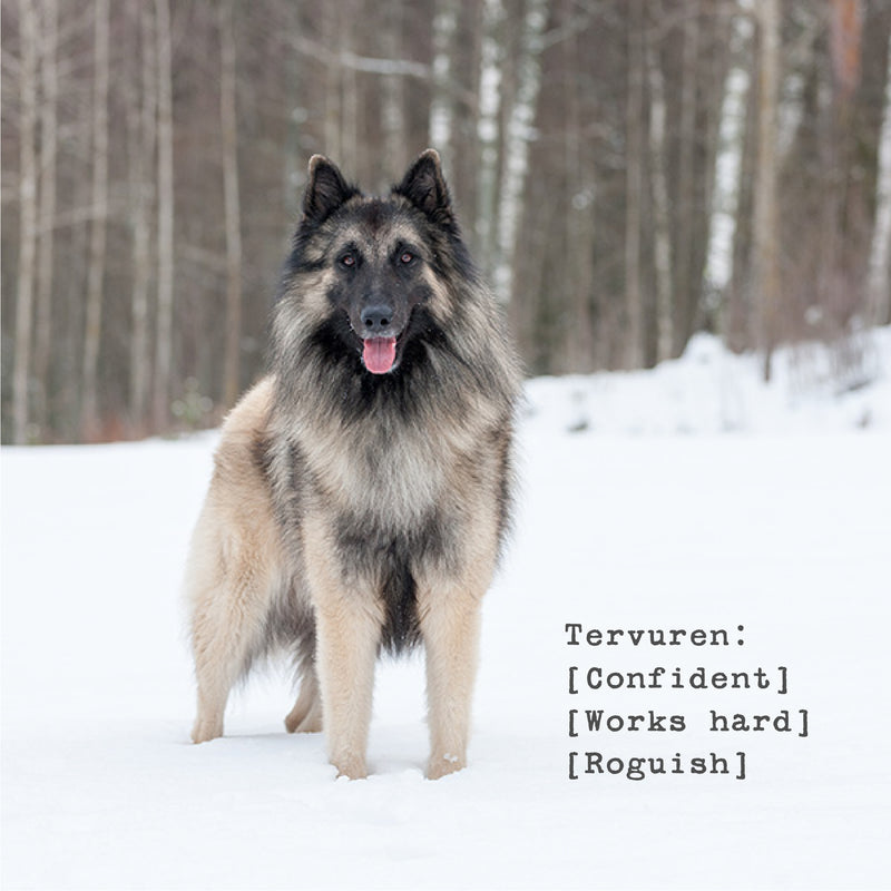 The Tervuren Men's Waterproof Jacket