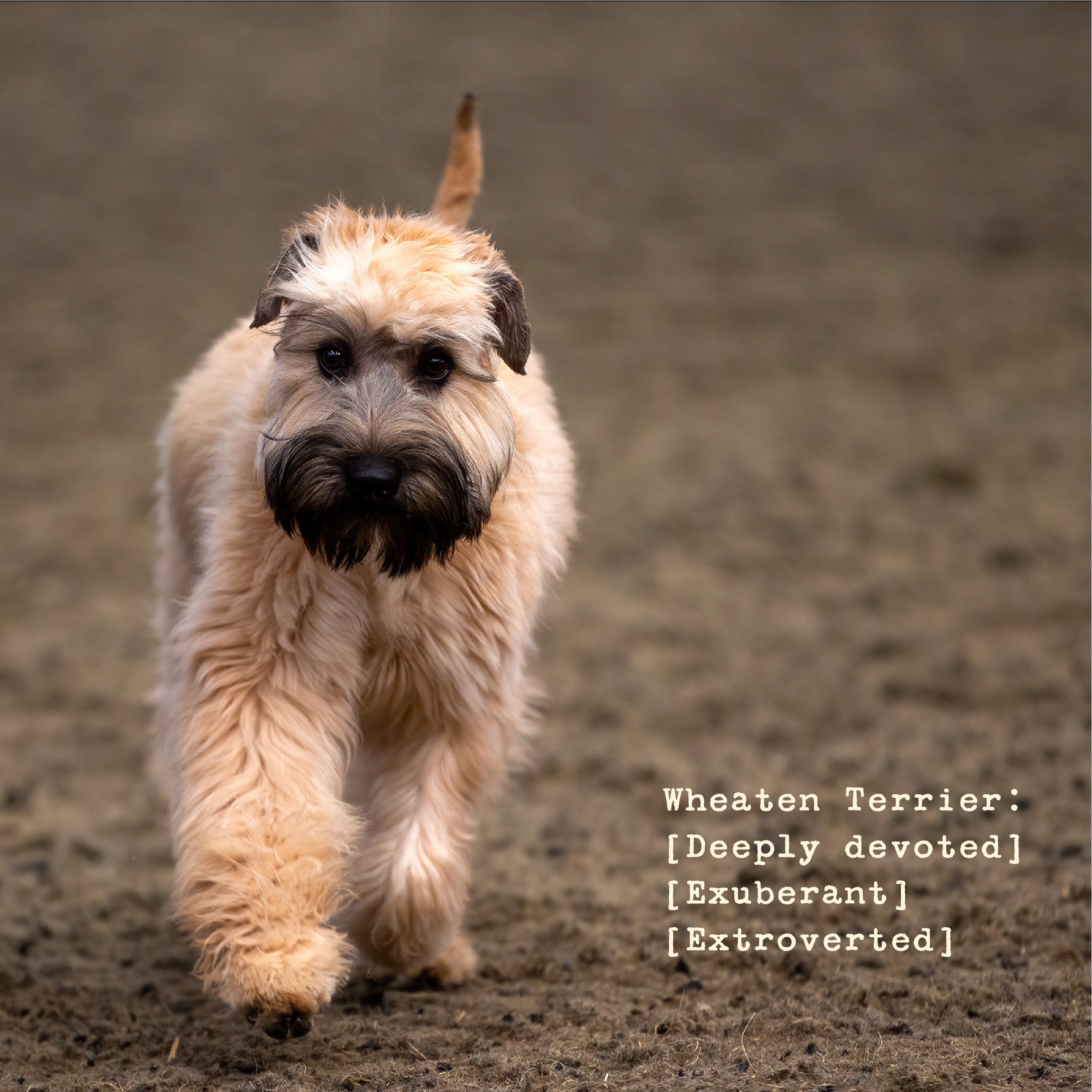 Wheaten Women's Curved Tee