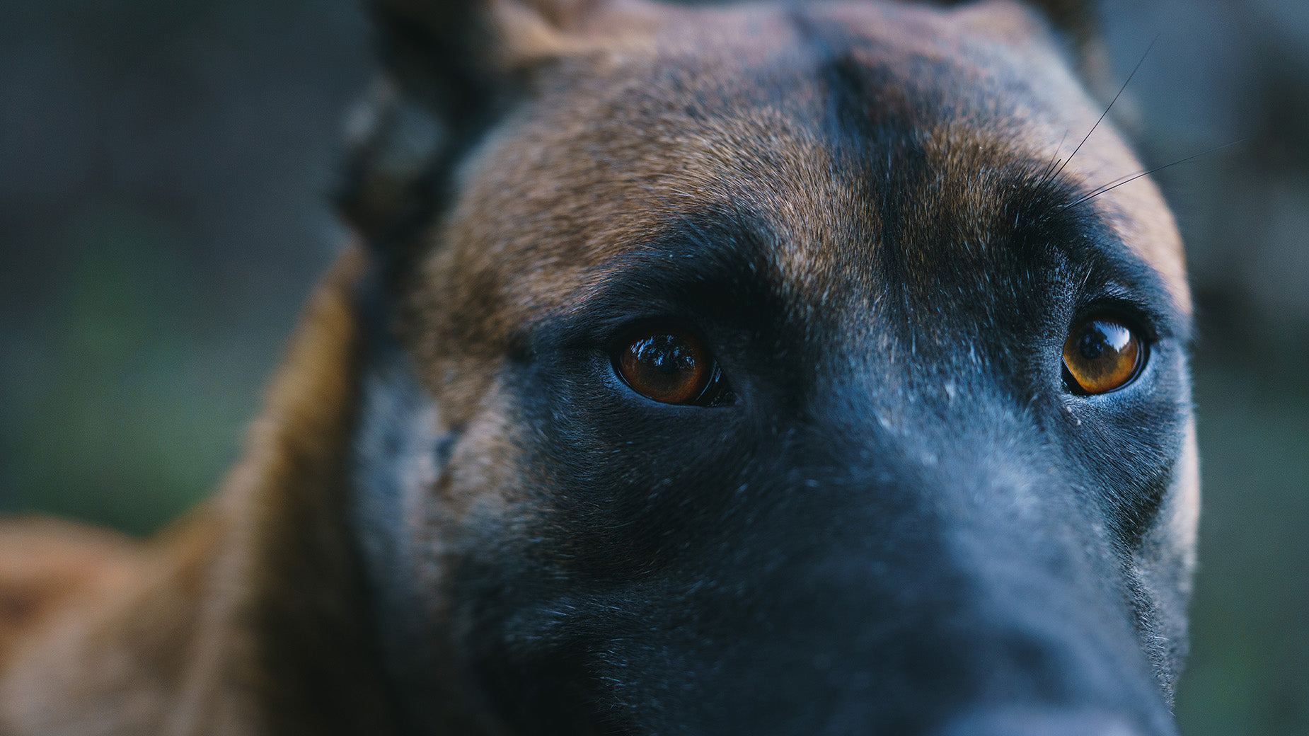Close-up of a dog's face with a blurred background