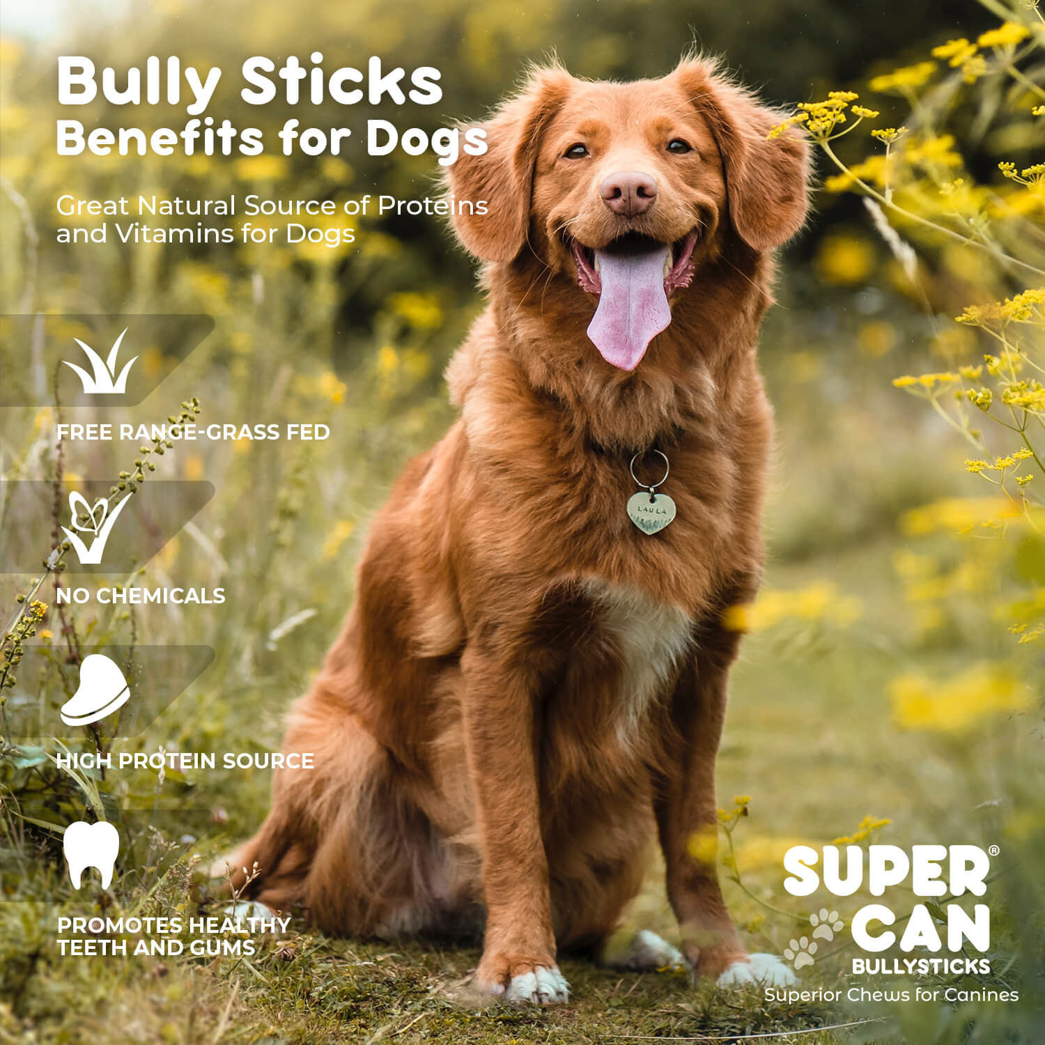 🐾 Super Can Bully Sticks – Superior Chews for Canines (25-Pack)