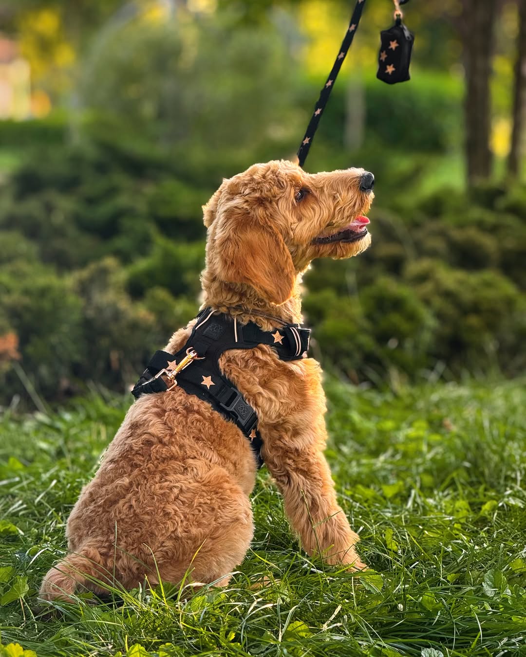 Nomad Dog Harness | Dogistry